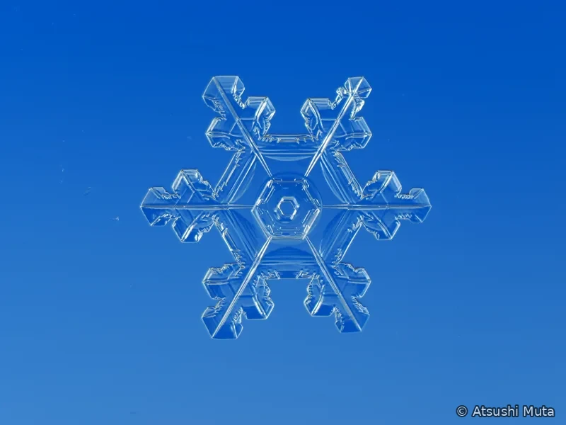 六本の枝と側枝の先に多数の小さな角板が成長した天然雪結晶