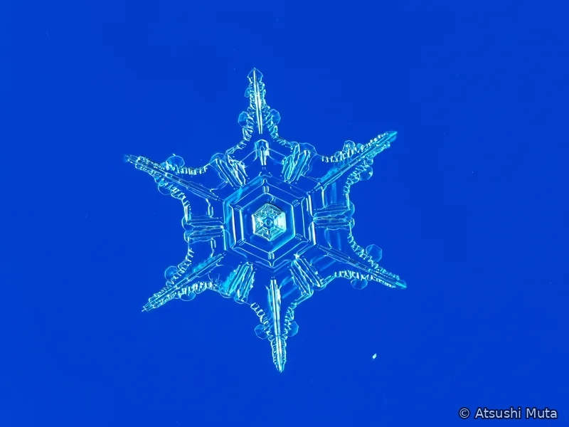 中央の六角板から六本の細長い主枝が伸びた星形の天然雪結晶