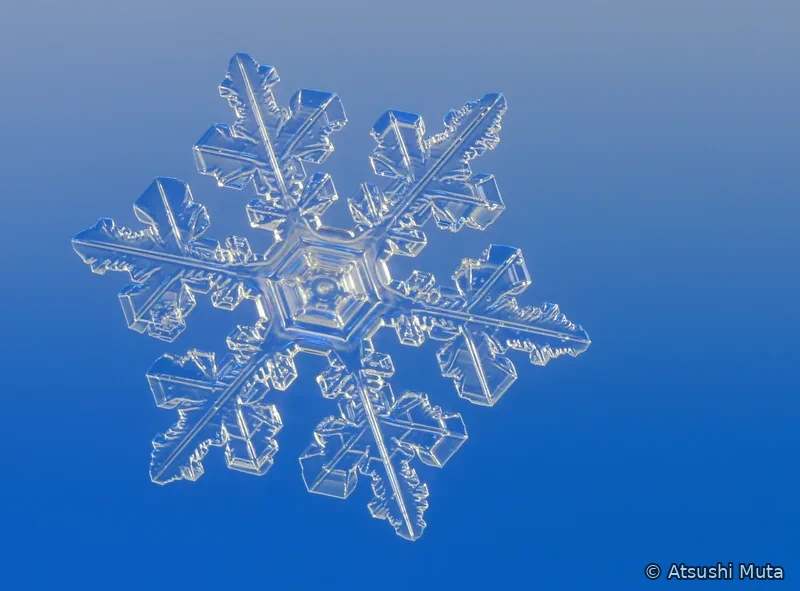 六本の主枝と多数の側枝の先に角板が成長した複合樹枝雪結晶