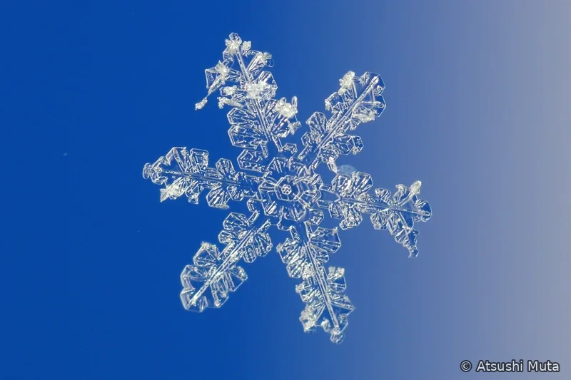 六本の主枝と側枝の先に角板状の成長があり一部に雲粒が付着した雪結晶