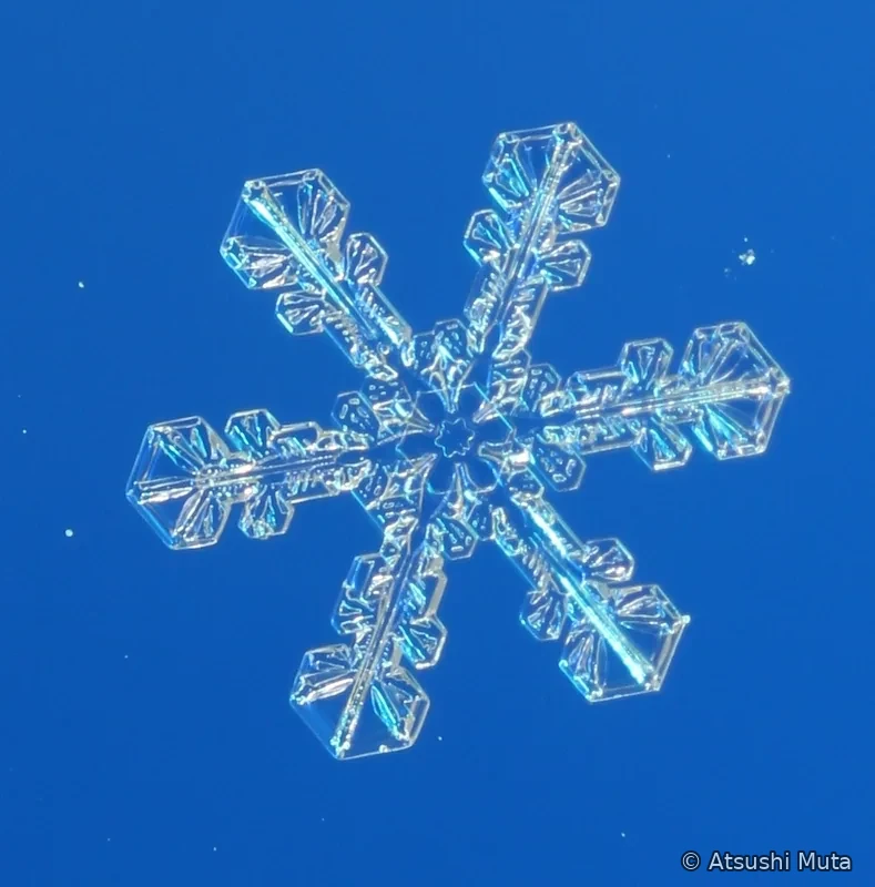 六本の主枝の先端と側枝に大きな角板が成長した樹枝状雪結晶