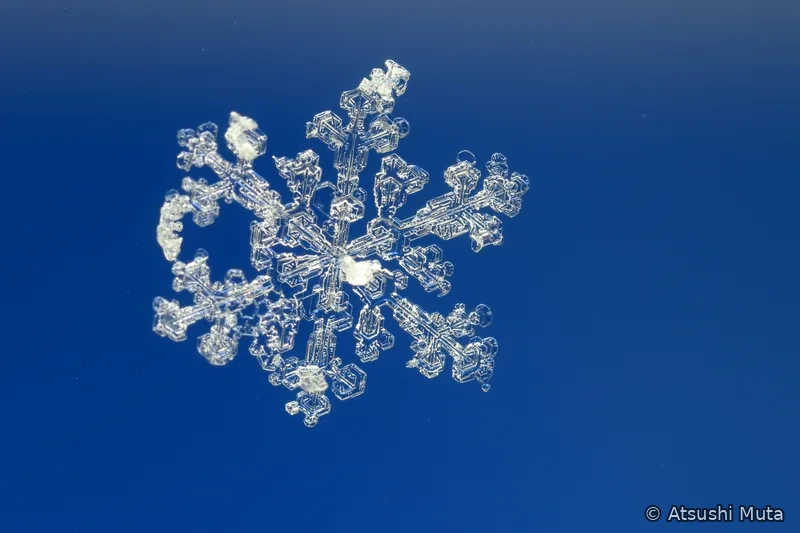 樹枝状の六本枝に白い雲粒の塊が数か所付着した天然雪結晶