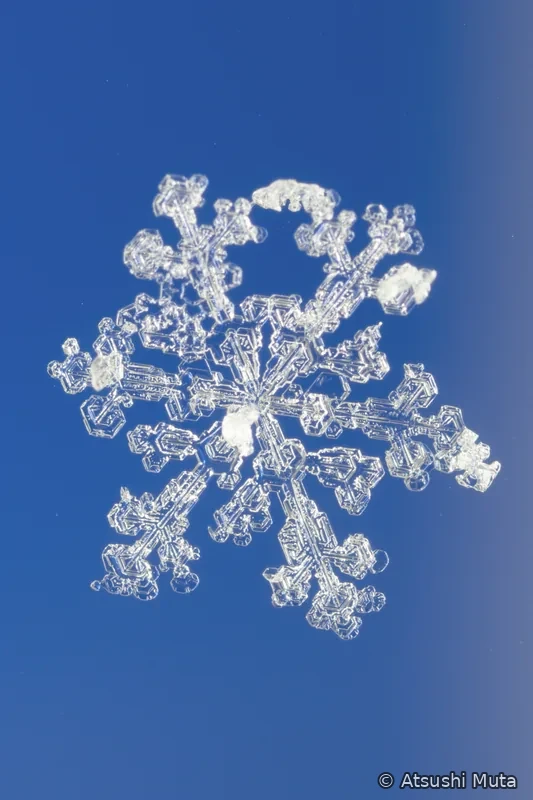 角板状の側枝をもつ六花に白い雲粒の塊が点在して付着した雪結晶