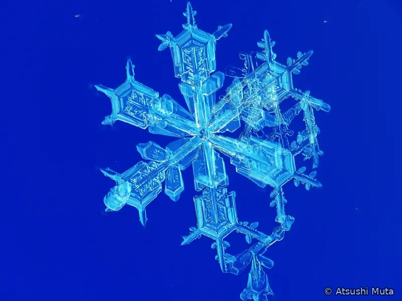 異なる中心と枝方向をもつ複数の板状雪結晶が重なって付着した併合結晶