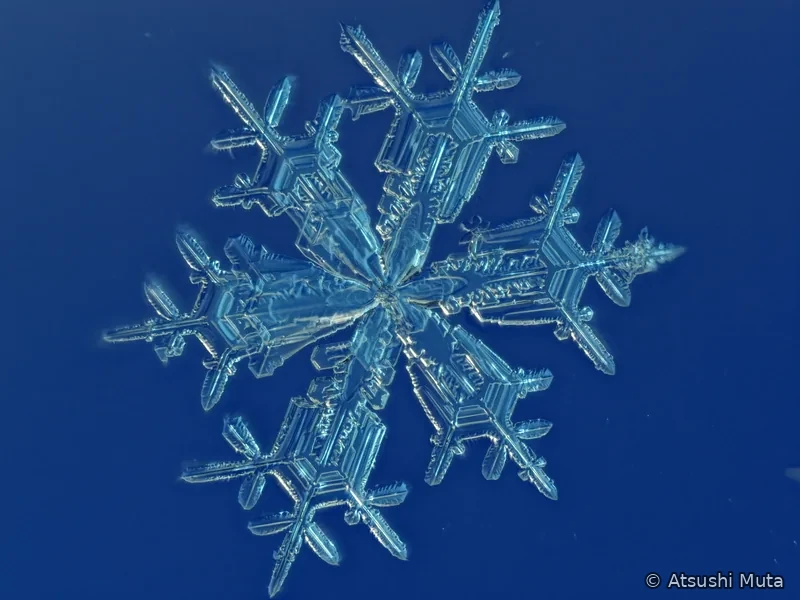 中心の主枝の周囲に別方向を向く樹枝状の成長が重なった立体的な雪結晶