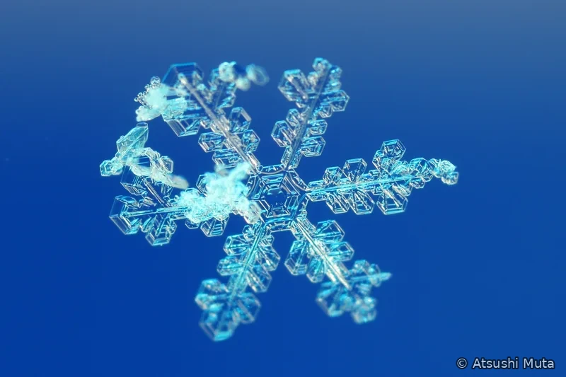 六本の枝と角板状の側枝に白い雲粒が付着した天然雪結晶
