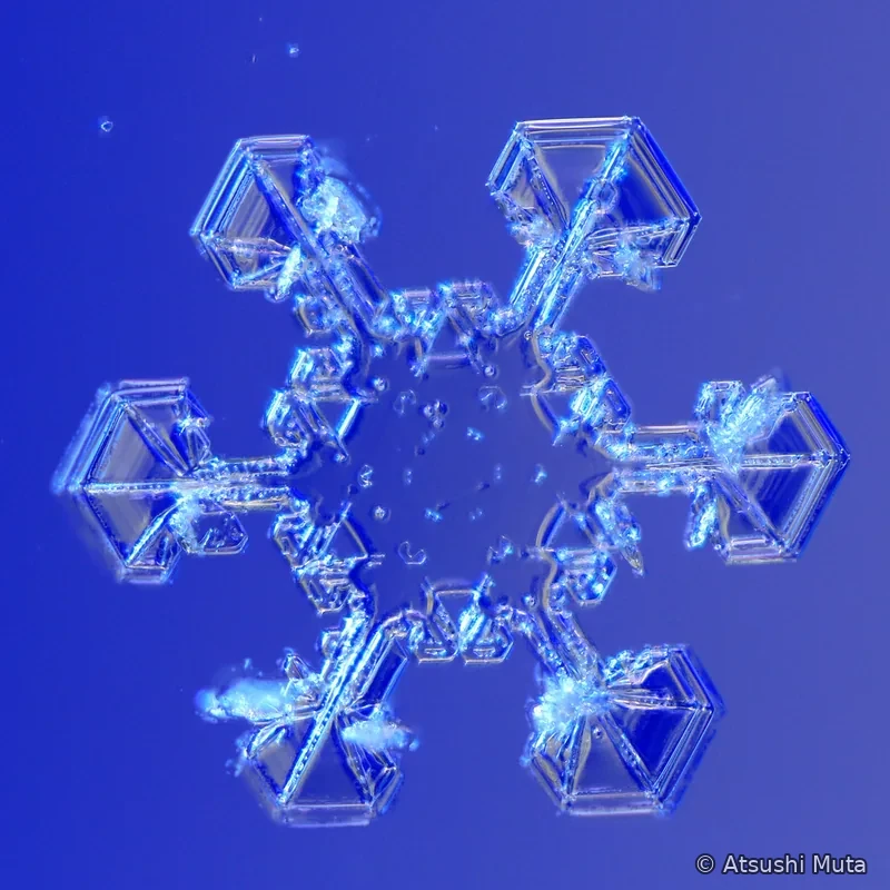 六本の主枝の先に大きな角板が成長し枝先に白い雲粒が付着した雪結晶