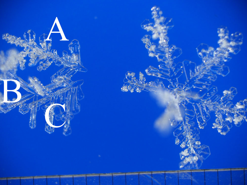 One-branched and five-branched snow crystals / 1花と5花