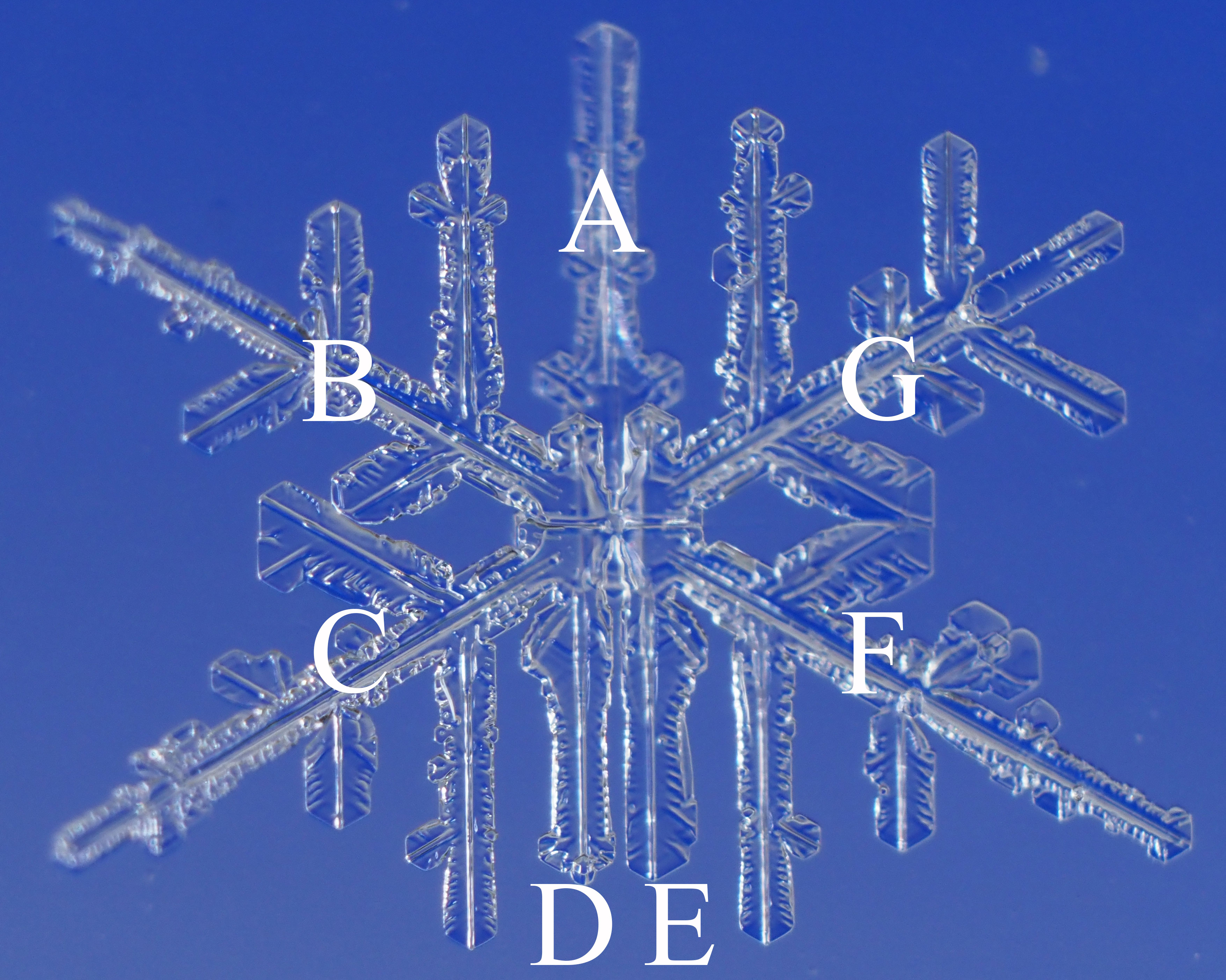 Seven-branched snow crystal / 7花