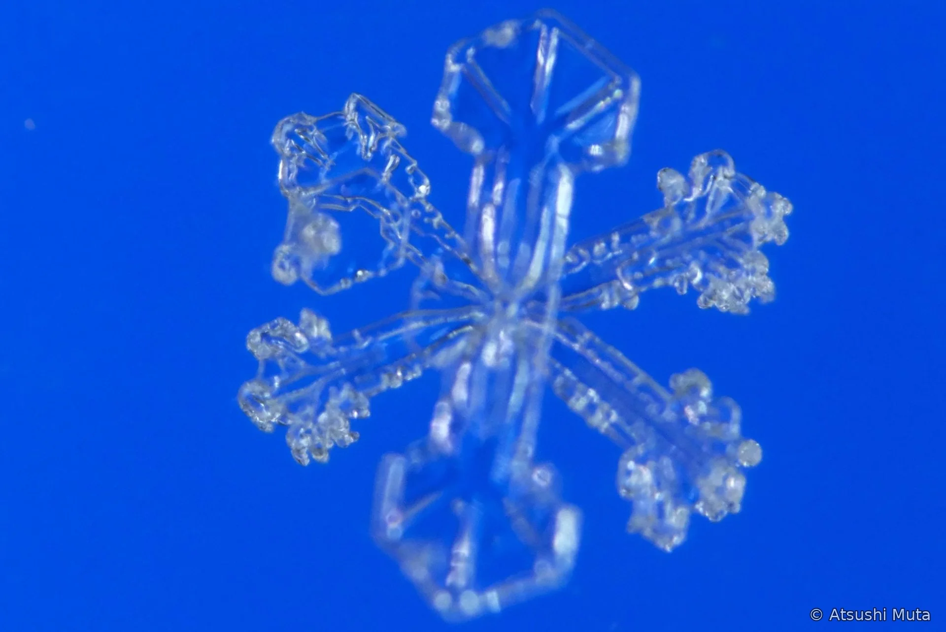 2花と4花の組み合わせ六花で別の結晶板にピントが合った写真