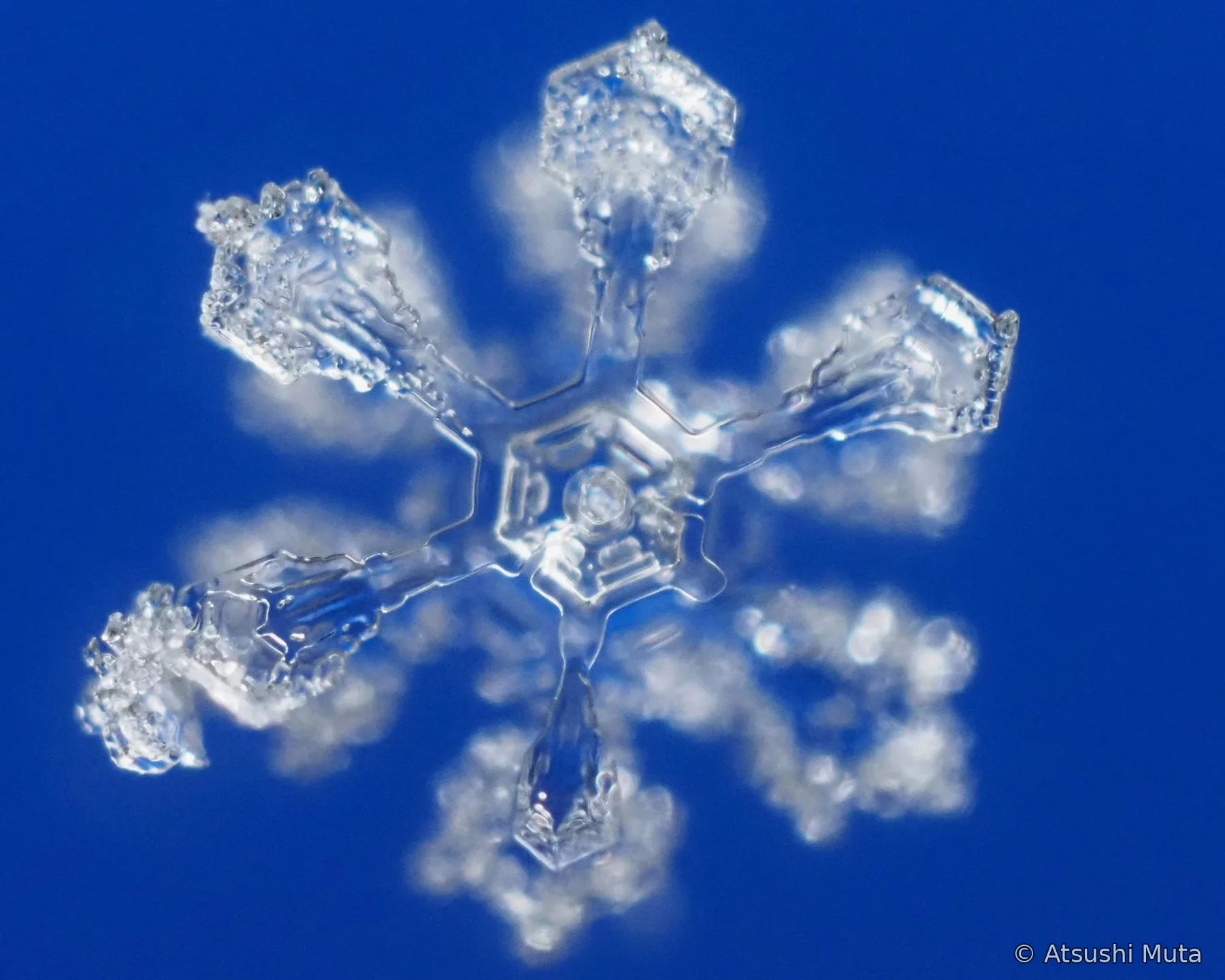 二重六花で手前側の六花が明瞭に見える焦点位置