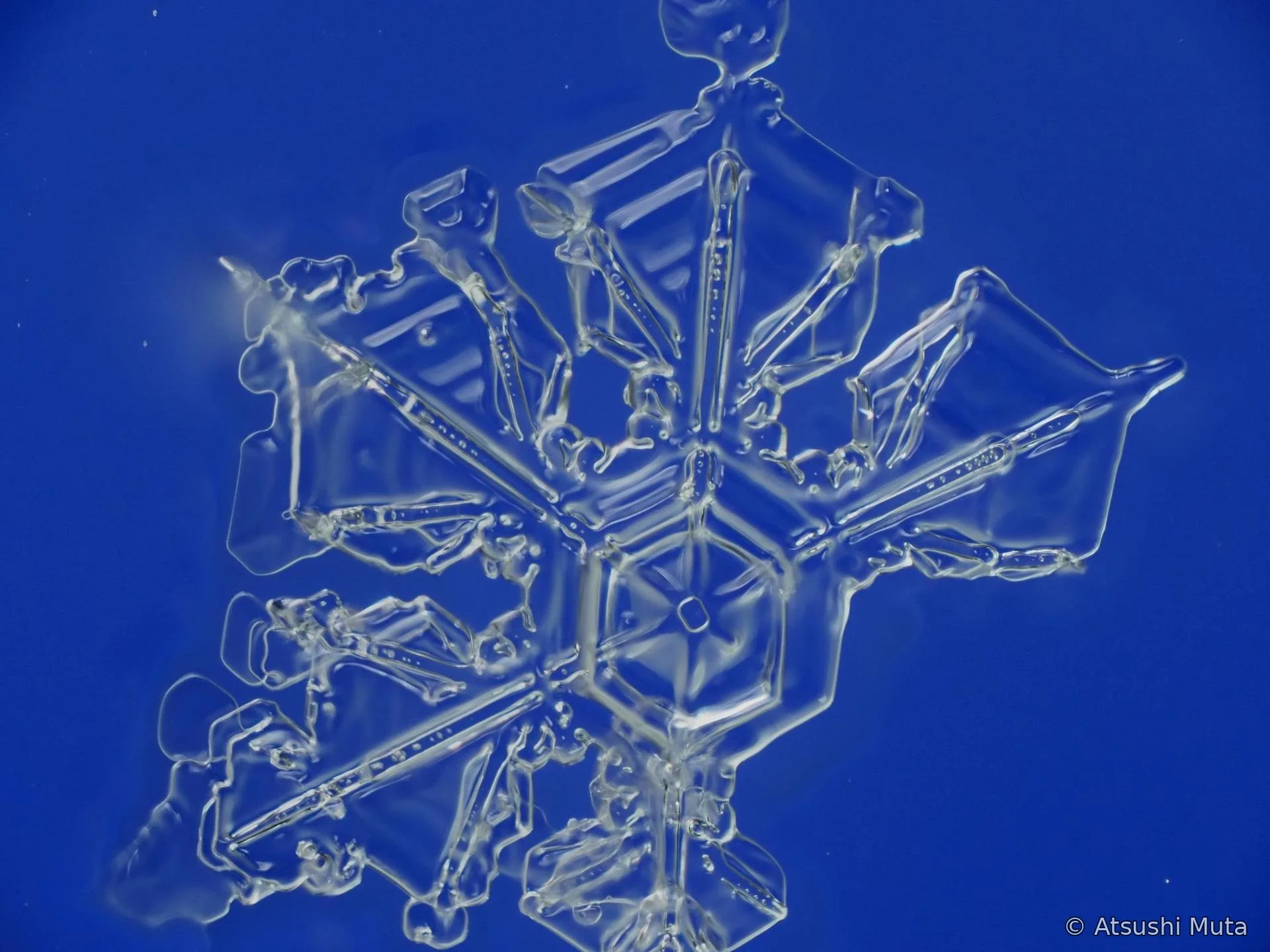 扇状の五本枝からなる5花の天然雪結晶