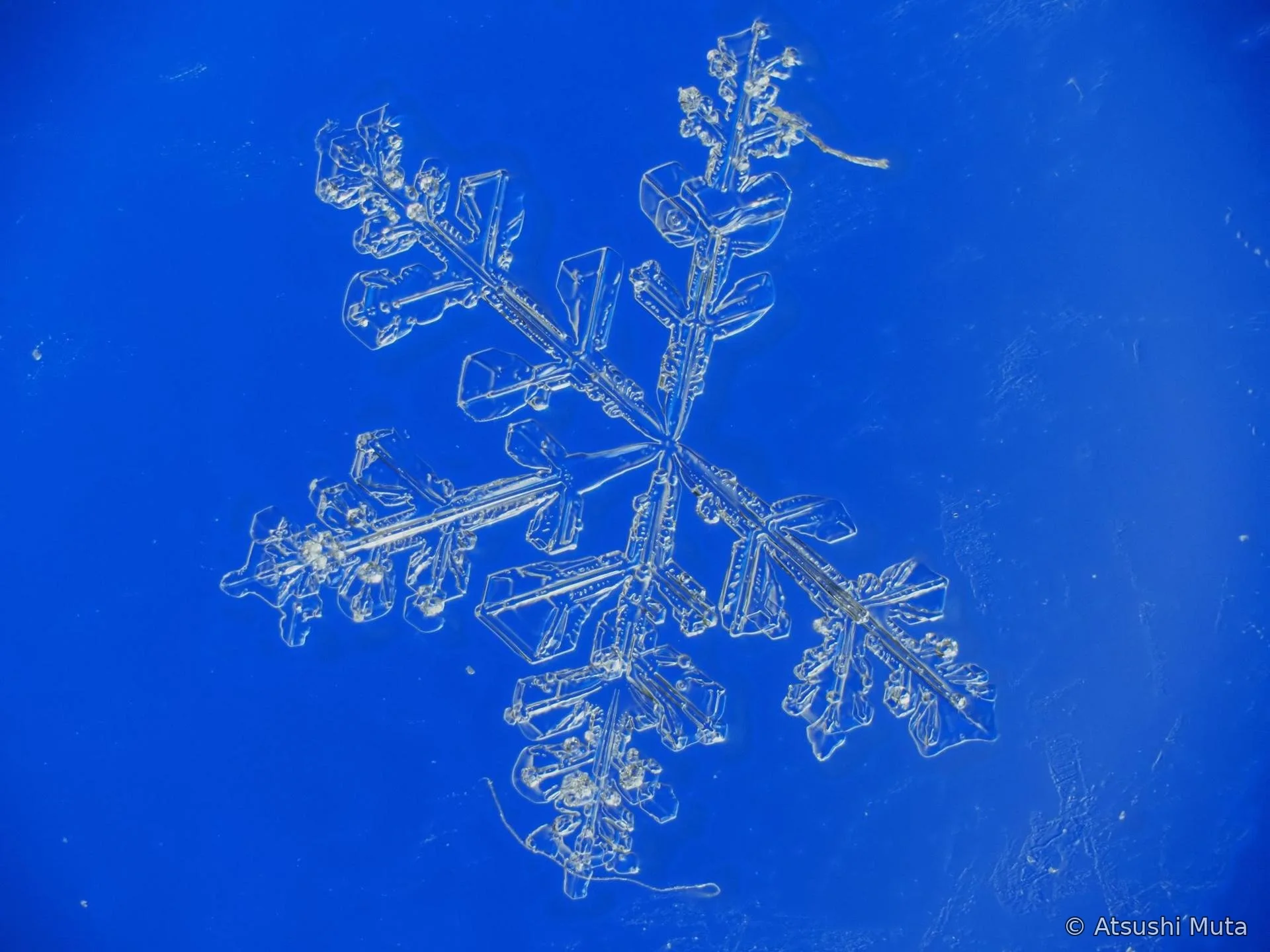 五本の樹枝状の枝が同一板上に見える5花
