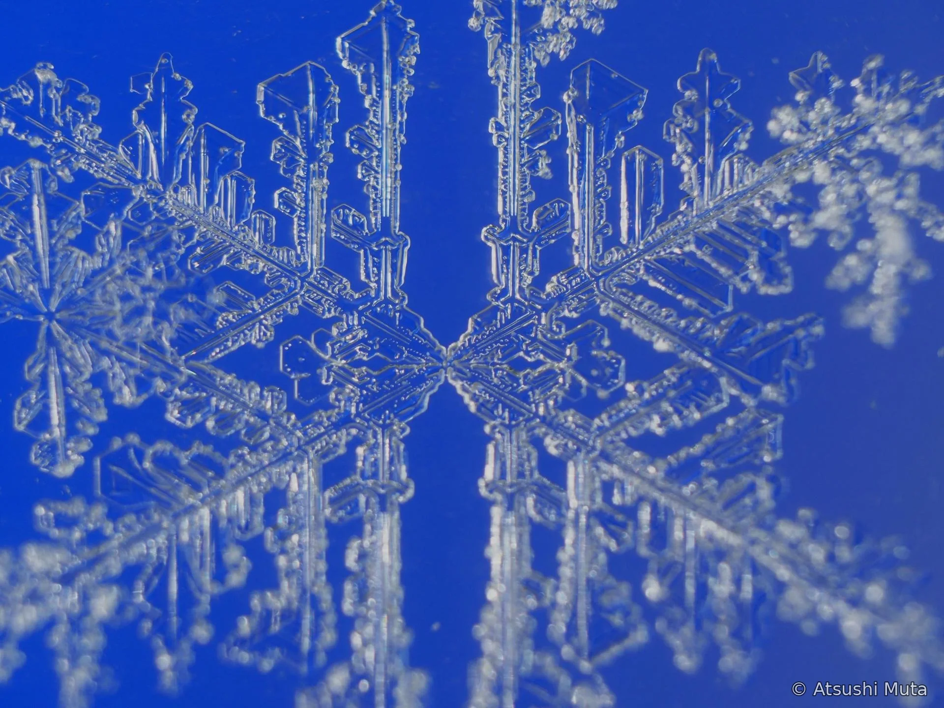 発達した副枝と付着雪粒を示す4花の拡大像