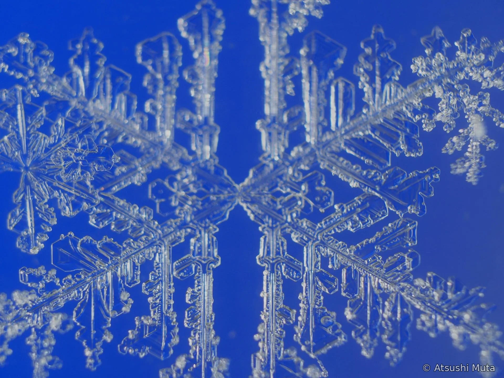 副枝が大きく発達し右上に雪粒が付着した4花