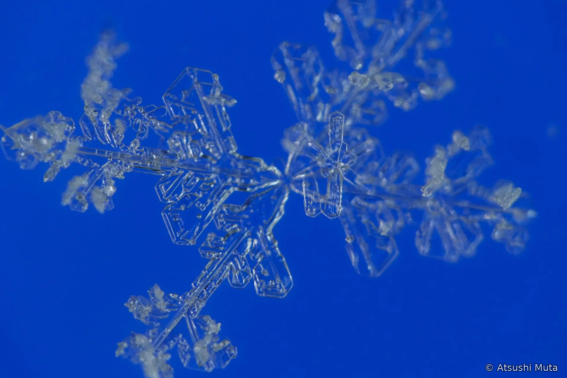四本の大きな枝と付着雪片が見える不均等な雪結晶