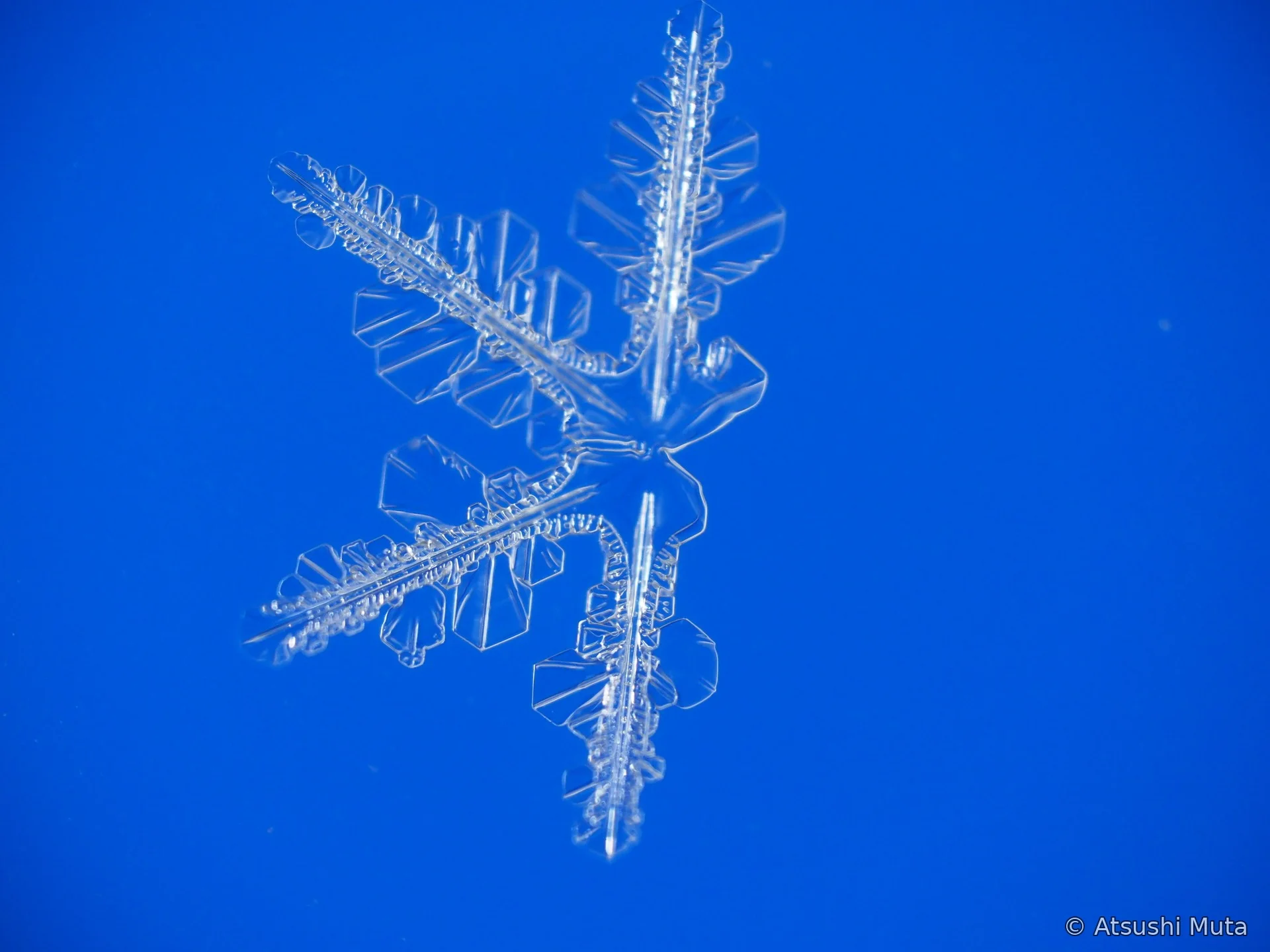 四本の枝が中心から伸びる4花の天然雪結晶