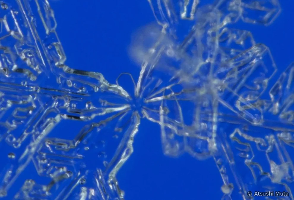 小さな枝を拡大した4花状雪結晶