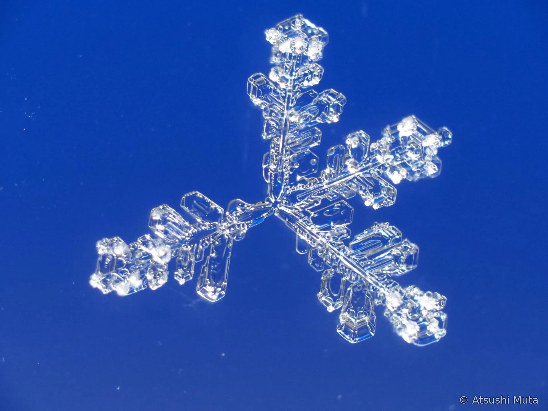 二組の枝が見える4花の全体像