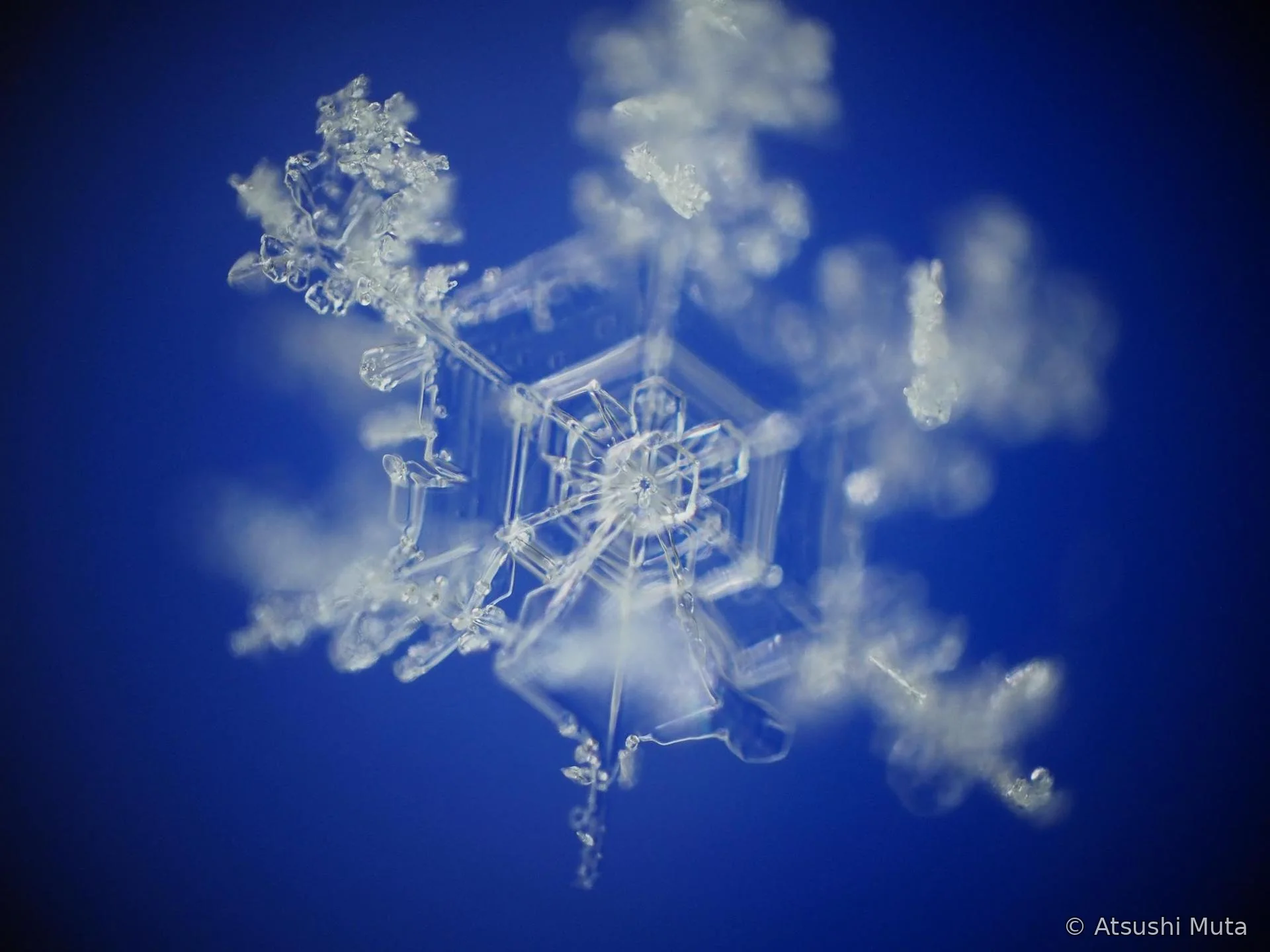 ほぼ5花の主要な枝にピントが合った写真
