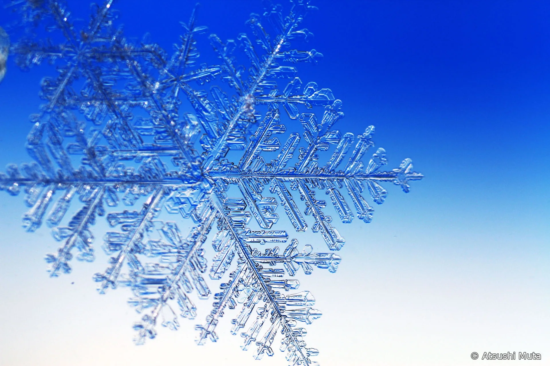 五本の大きな枝と成長が抑制された小枝をもつ雪結晶