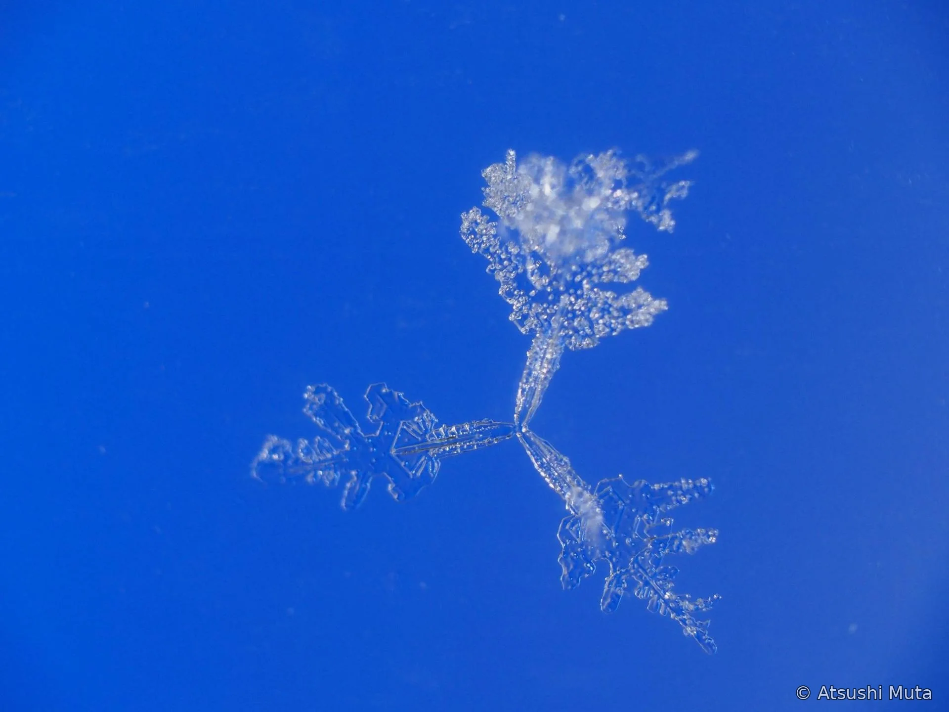 中心から三方向へ枝が伸びる3花の天然雪結晶