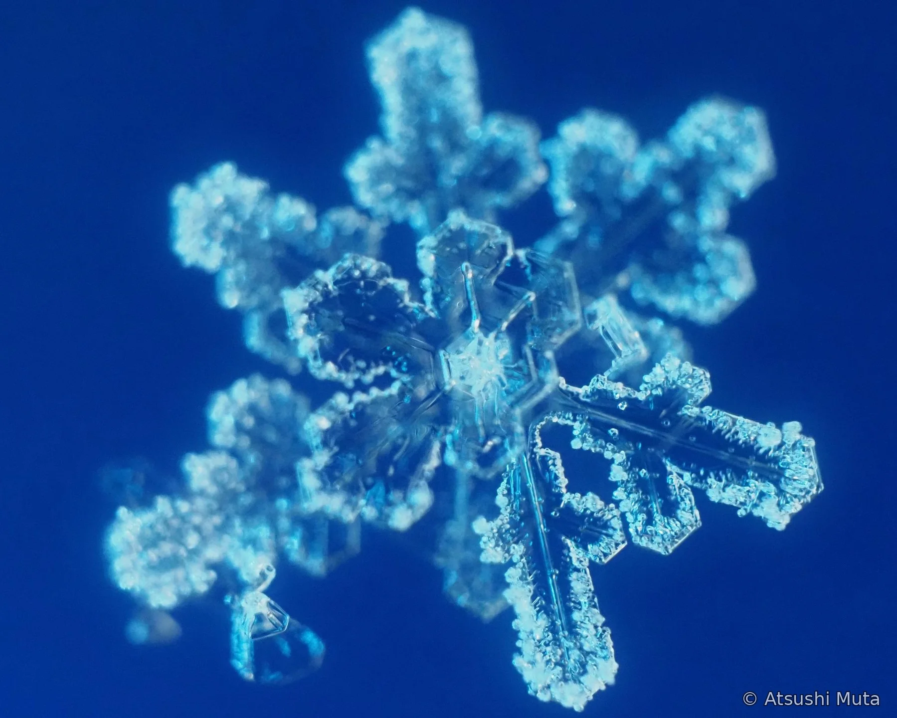 三層雪結晶の中間層にピントが合った顕微鏡写真