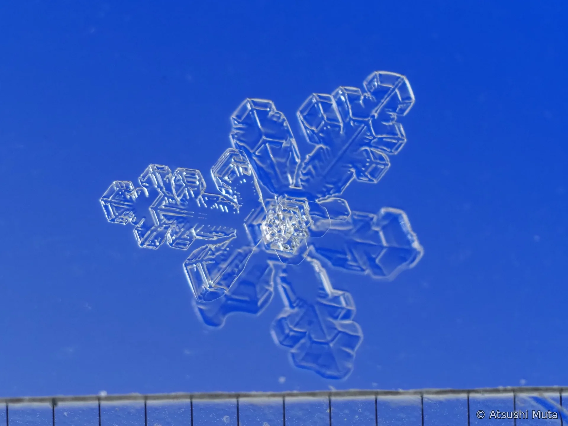1花と5花からなる三角の6花の全体像