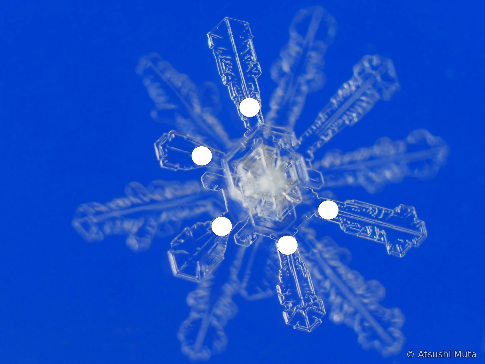 12花状の多層雪結晶で手前側の枝群が明瞭に見える焦点位置