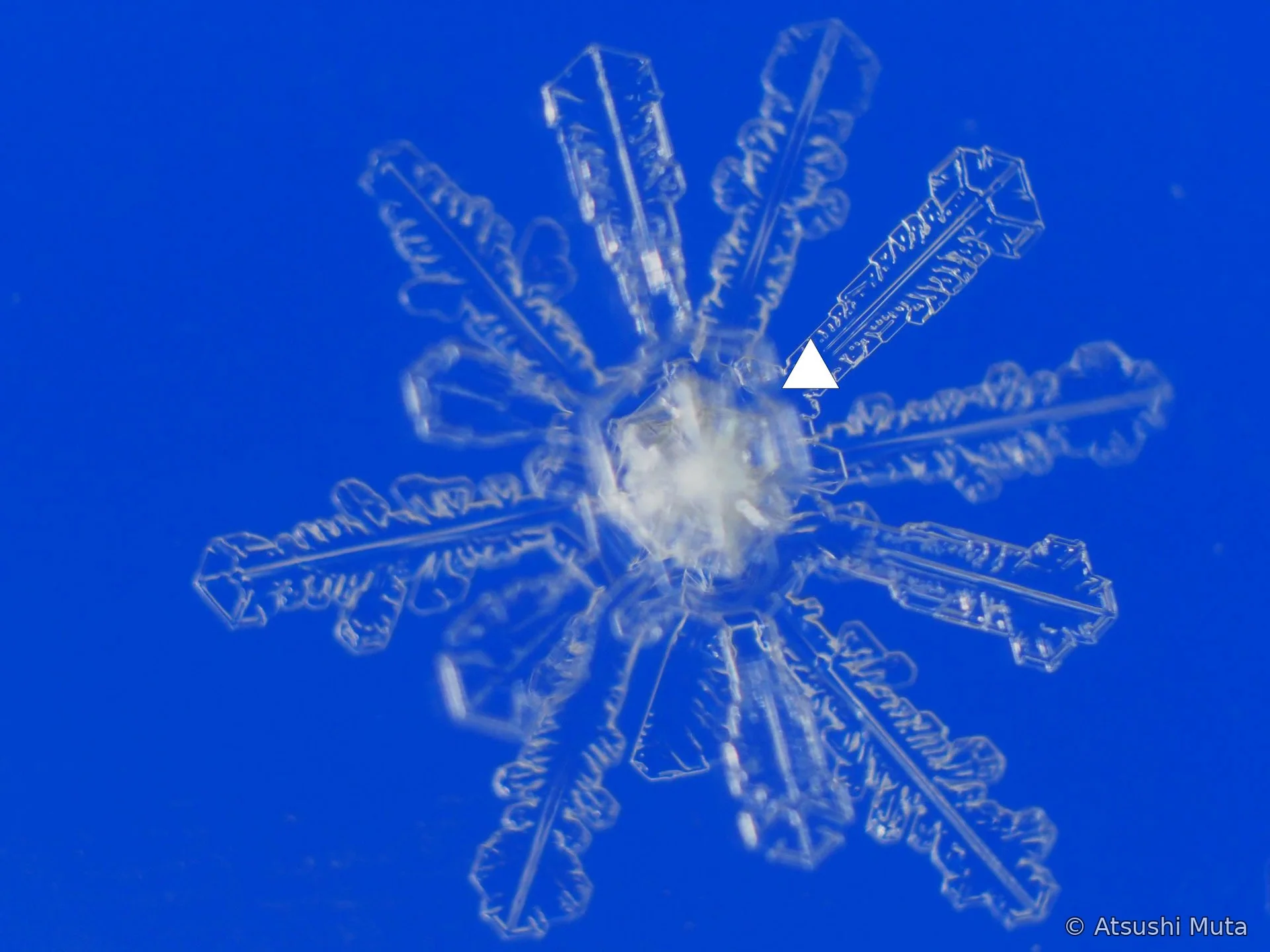 12花状の多層雪結晶で中間の層にピントが合った写真