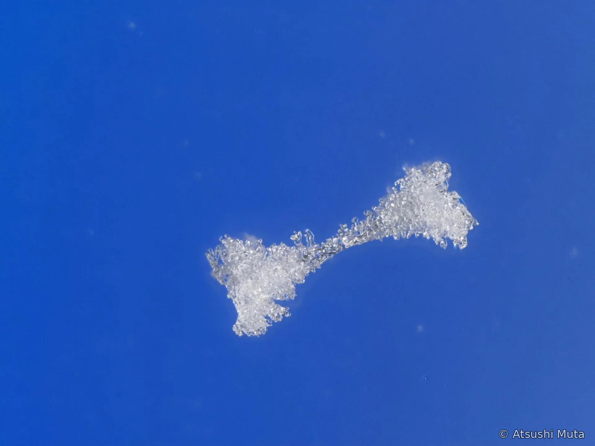 中心から二方向へ枝が伸びる2花の天然雪結晶