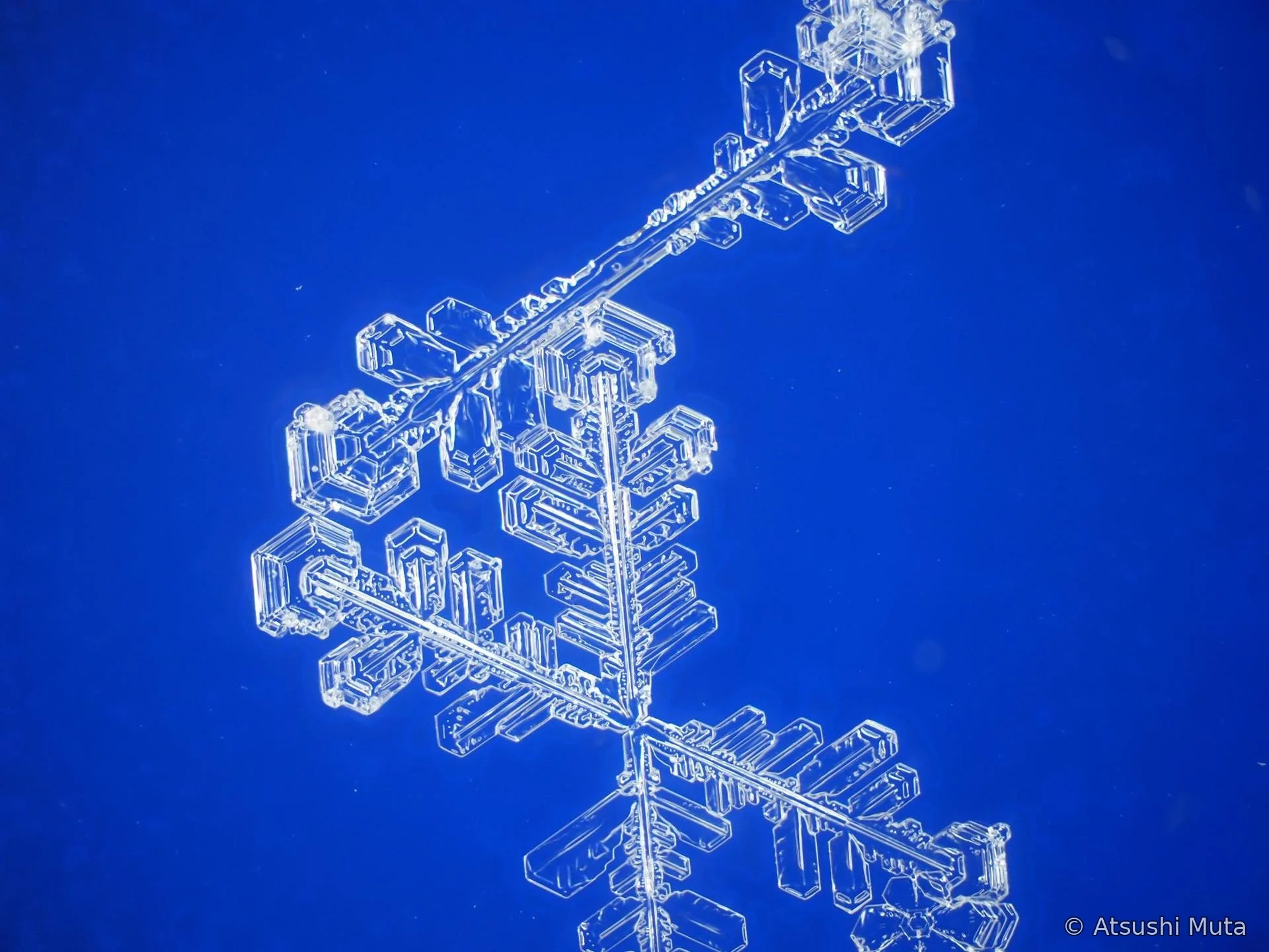上側に2花、下側に4花が見える天然雪結晶