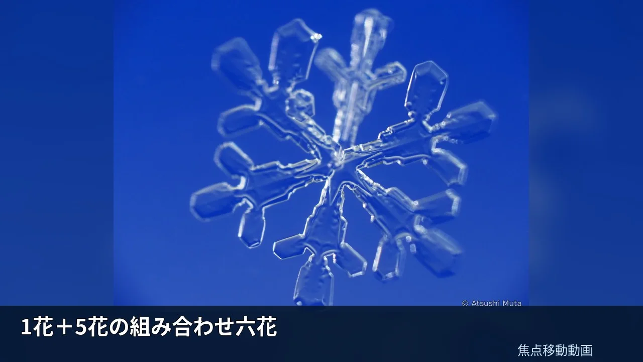 1花＋5花の組み合わせ六花の焦点移動動画
