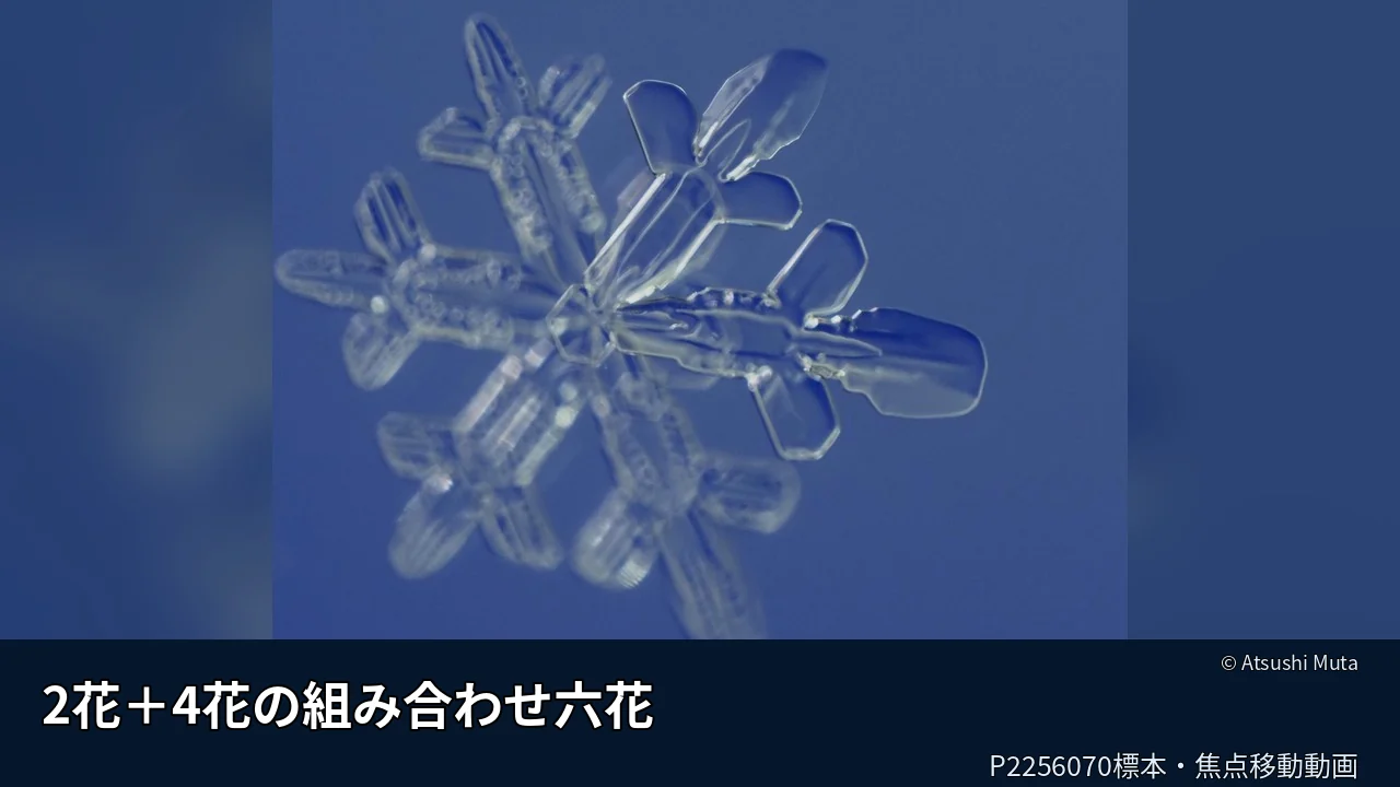 2花＋4花の組み合わせ六花（P2256070標本）の焦点移動動画