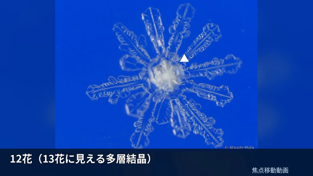 12花（13花に見える多層結晶）の焦点移動動画